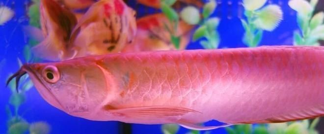 一米的魚缸裸缸養什么魚：一米長的裸缸魚缸，適合一米裸缸養的魚類，水質管理技巧