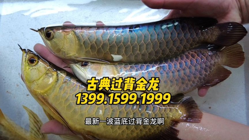 金龍魚配魚排行榜最新【2019年金龍魚配魚排行榜】
