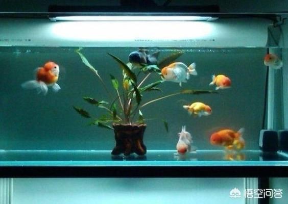 如何預防魚缸水溫過高：夏季魚缸水溫調控的科學方法分享,魚缸水溫調控的科學方法
