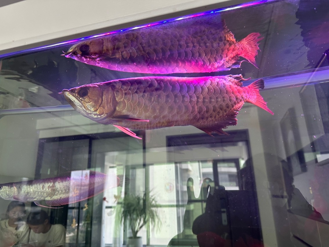5百買的金龍，打架把鰭搞爛了不知道能不能長好