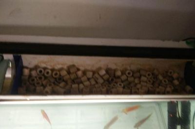 魚缸魔毯怎么清洗干凈：清洗魚缸魔毯的步驟和注意事項和注意事項和注意事項