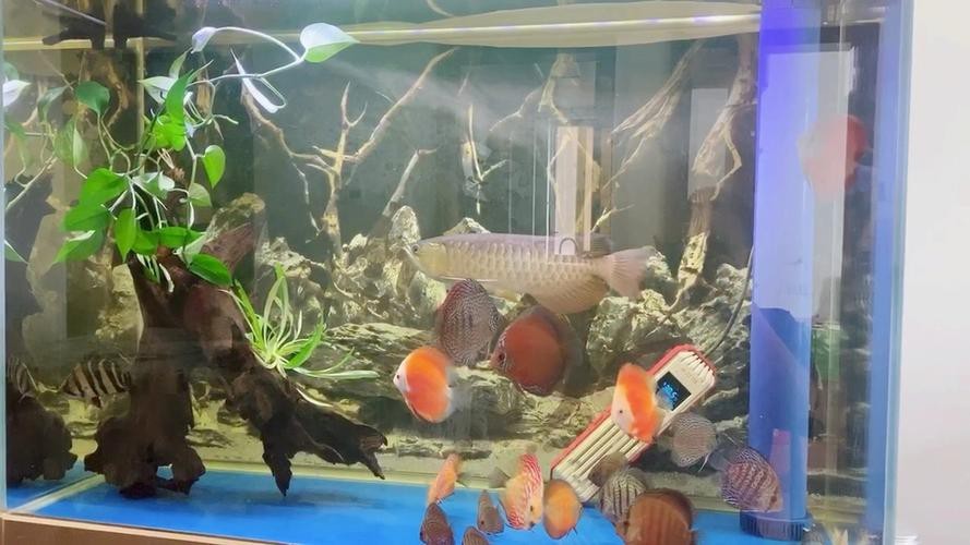 紅龍魚和虎魚混養(yǎng)怎么樣才能活的久