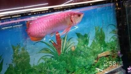 龍魚好賣嗎（龍魚養殖技術入門指南） 龍魚好賣嗎（龍魚養殖技術入門指南） 龍魚百科 第2張