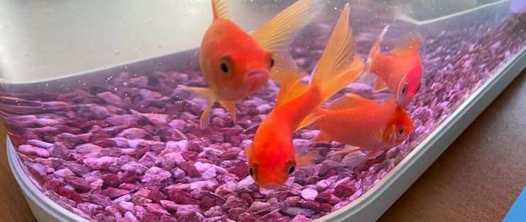 畫法幾何魚缸c500說明書：畫法幾何魚缸c500智能系統使用指南