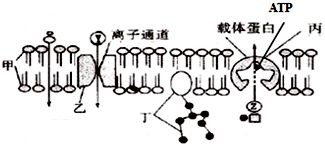 光合硝化細菌直接放魚缸里嗎可以嗎（光合硝化細菌的使用） 光合硝化細菌直接放魚缸里嗎可以嗎（光合硝化細菌的使用） 魚缸百科 第4張