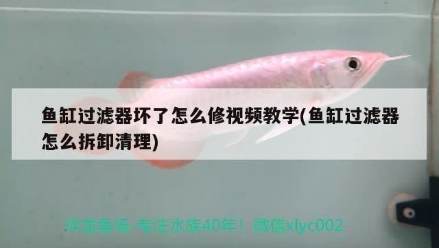 魚(yú)缸過(guò)濾器插電沒(méi)反應(yīng)怎么整：如何預(yù)防魚(yú)缸過(guò)濾器故障