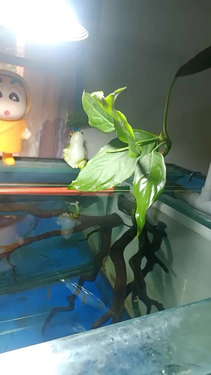 請教水草大神 請教水草大神 龍魚論壇