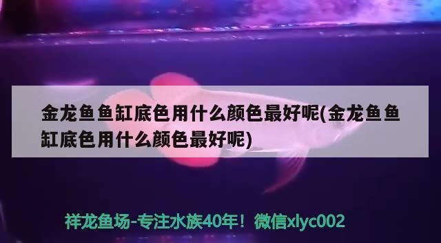 金龍魚魚缸底色用什么顏色最好，關于金龍魚魚缸底色的選擇