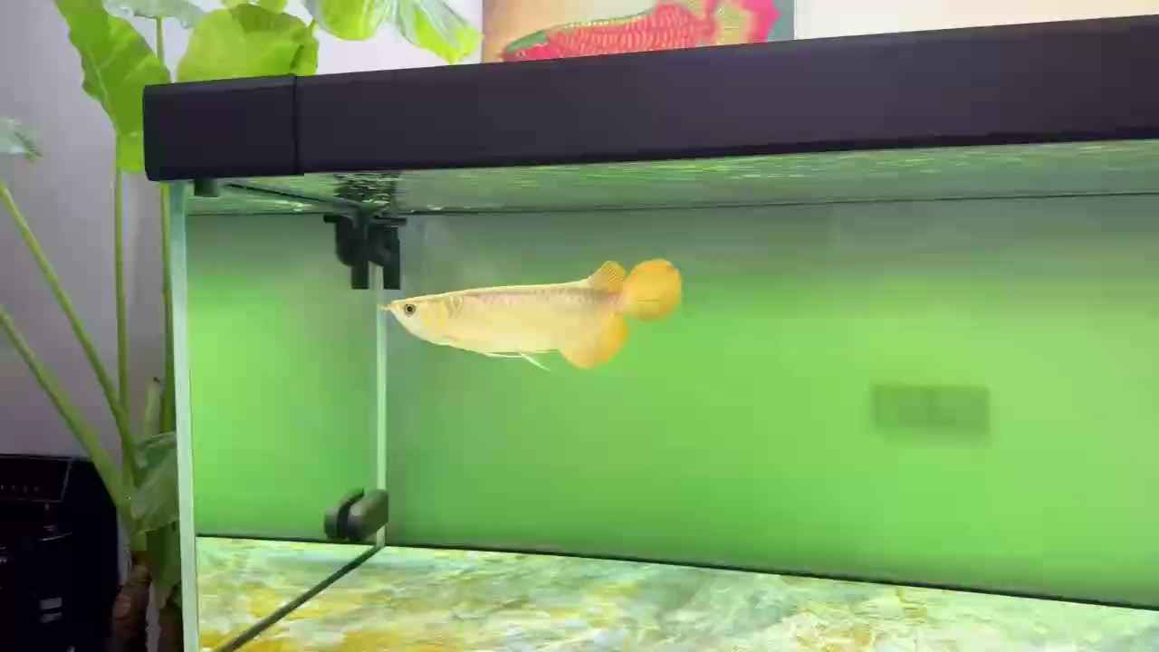 四個月
