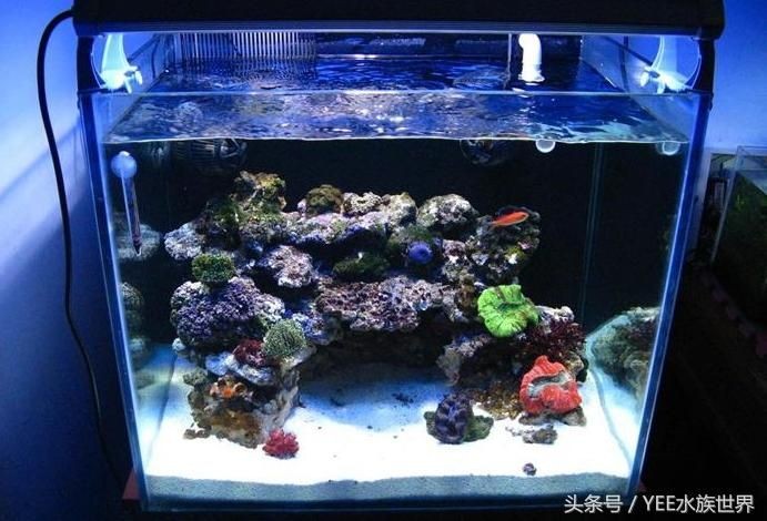 哪種魚缸不容易爆缸：不容易爆缸的魚缸類型及其特點