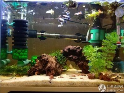 哪種魚缸不容易爆缸：不容易爆缸的魚缸類型及其特點