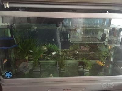 哪種魚缸不容易爆缸：不容易爆缸的魚缸類型及其特點