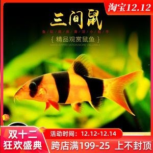 龍魚缸放什么工具魚好：黃金小胡子魚混養(yǎng)注意事項(xiàng)，清道夫魚混養(yǎng)注意事項(xiàng)