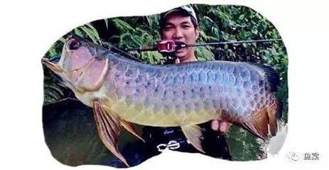 怎么和龍魚互動(與龍魚互動不僅可以增進你與寵物之間的情感聯(lián)系還能提高生活質(zhì)量) 龍魚百科 第1張 怎么和龍魚互動(與龍魚互動不僅可以增進你與寵物之間的情感聯(lián)系還能提高生活質(zhì)量) 怎么和龍魚互動(與龍魚互動不僅可以增進你與寵物之間的情感聯(lián)系還能提高生活質(zhì)量) 龍魚百科 第1張