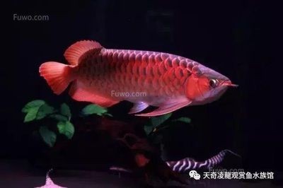 怎么和龍魚互動(與龍魚互動不僅可以增進你與寵物之間的情感聯(lián)系還能提高生活質(zhì)量) 龍魚百科 第3張 怎么和龍魚互動(與龍魚互動不僅可以增進你與寵物之間的情感聯(lián)系還能提高生活質(zhì)量) 怎么和龍魚互動(與龍魚互動不僅可以增進你與寵物之間的情感聯(lián)系還能提高生活質(zhì)量) 龍魚百科 第3張