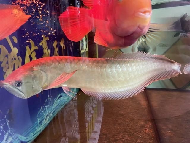 怎么和龍魚互動(與龍魚互動不僅可以增進你與寵物之間的情感聯(lián)系還能提高生活質(zhì)量) 龍魚百科 第4張 怎么和龍魚互動(與龍魚互動不僅可以增進你與寵物之間的情感聯(lián)系還能提高生活質(zhì)量) 怎么和龍魚互動(與龍魚互動不僅可以增進你與寵物之間的情感聯(lián)系還能提高生活質(zhì)量) 龍魚百科 第4張