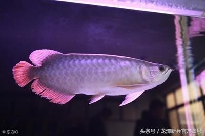 怎么和龍魚互動(與龍魚互動不僅可以增進你與寵物之間的情感聯(lián)系還能提高生活質(zhì)量) 龍魚百科 第5張 怎么和龍魚互動(與龍魚互動不僅可以增進你與寵物之間的情感聯(lián)系還能提高生活質(zhì)量) 怎么和龍魚互動(與龍魚互動不僅可以增進你與寵物之間的情感聯(lián)系還能提高生活質(zhì)量) 龍魚百科 第5張