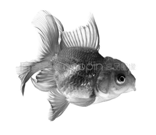 黑色魚缸白色背景圖片素材黑色魚缸背景圖片素材：黑色魚缸白色背景圖片