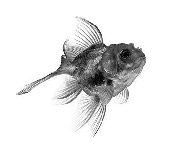 黑色魚缸白色背景圖片素材黑色魚缸背景圖片素材：黑色魚缸白色背景圖片