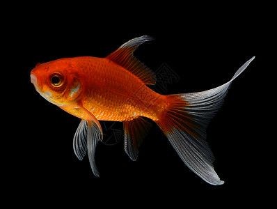 黑色魚缸白色背景圖片素材黑色魚缸背景圖片素材：黑色魚缸白色背景圖片