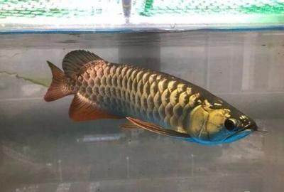 紅龍魚用暖黃光好還是白光好（紅龍魚在飼養(yǎng)過程中，適合的燈光顏色主要有白色熒光燈和紅色led燈）