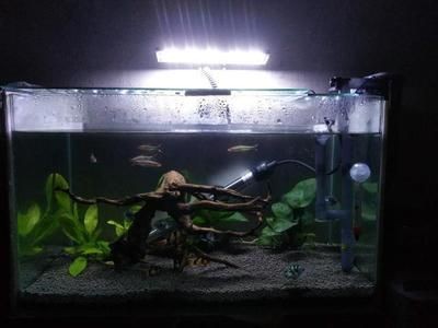龍魚除了泥鰍,還可以吃什么?,適合龍魚的食物有哪些? 龍魚百科 第2張 龍魚除了泥鰍,還可以吃什么?,適合龍魚的食物有哪些? 龍魚除了泥鰍,還可以吃什么?,適合龍魚的食物有哪些? 龍魚百科 第2張