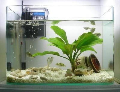觀賞小魚缸選擇觀賞魚缸尺寸在選擇觀賞魚缸時需要考慮的因素：如何選擇觀賞小魚缸