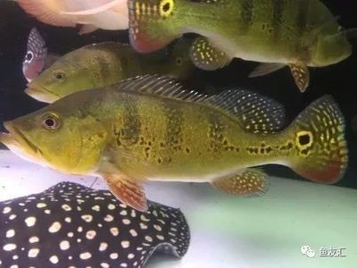 龍魚配虎魚和鸚鵡魚哪個好看：龍魚、虎魚和鸚鵡魚哪個更好看觀賞魚色彩搭配技巧