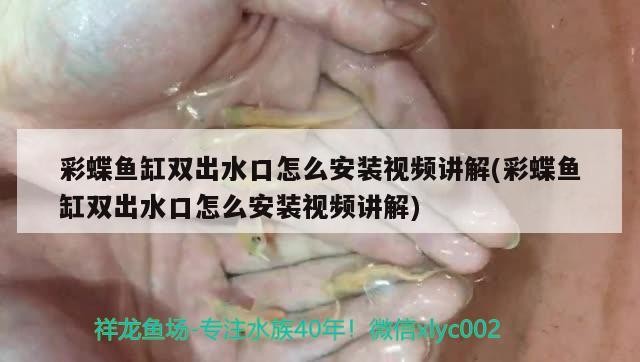 新余水族批發市場在哪里啊電話地址（新余魚具店）