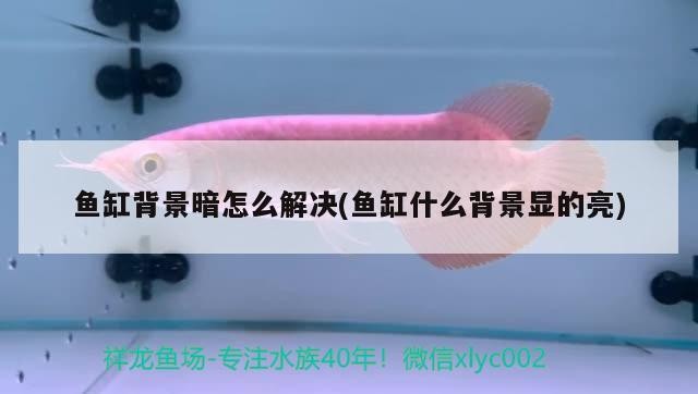 新余水族批發市場在哪里啊電話地址（新余魚具店）