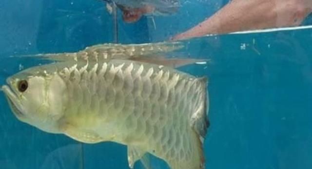 金龍魚幾天開口：如何讓金龍魚開口進食