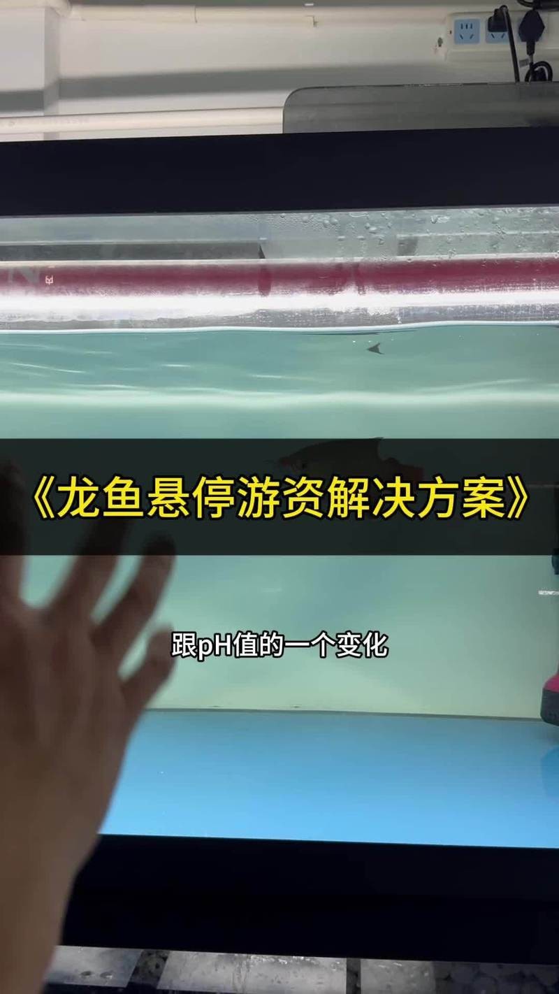 龍魚數量調整后如何避免水質波動？