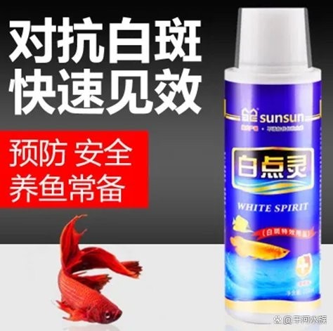 龍魚數量調整后如何避免水質波動？