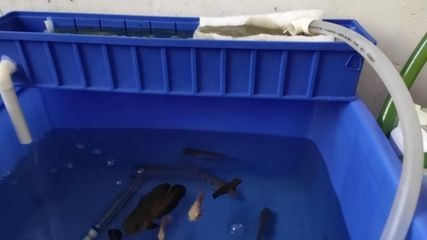 魚缸過濾視頻：不同類型的魚缸過濾系統