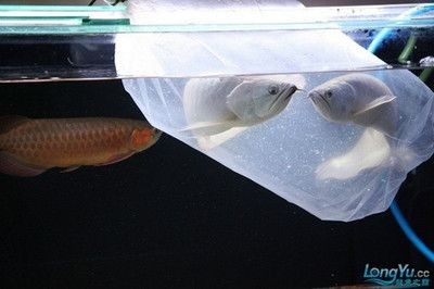 魚缸漏水怎么辦？：魚缸漏水了怎么辦？