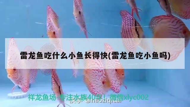北京黃村豐杰觀賞魚店 北京黃村豐杰觀賞魚店 全國水族館企業(yè)名錄 第2張