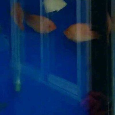 魚缸 作文:描寫魚缸的作文示例 魚缸百科 第5張 魚缸 作文:描寫魚缸的作文示例 魚缸 作文:描寫魚缸的作文示例 魚缸百科 第5張