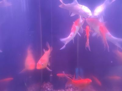魚缸 作文:描寫魚缸的作文示例 魚缸百科 第3張 魚缸 作文:描寫魚缸的作文示例 魚缸 作文:描寫魚缸的作文示例 魚缸百科 第3張