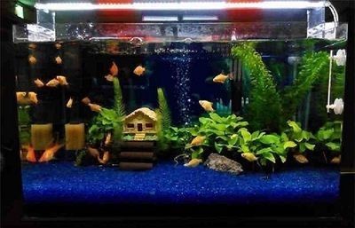 魚缸 作文:描寫魚缸的作文示例 魚缸百科 第2張 魚缸 作文:描寫魚缸的作文示例 魚缸 作文:描寫魚缸的作文示例 魚缸百科 第2張