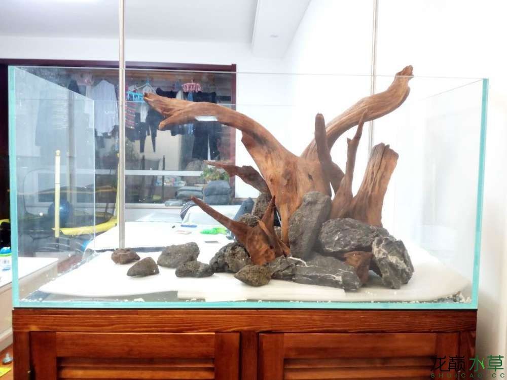 什么木放魚缸里不黃水：幾種適合放在魚缸中的木頭