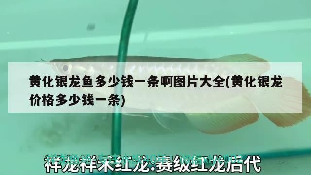 <strong><mark>登封</mark></strong>市中岳辦東城水族館（<strong><mark>登封</mark></strong>市中岳辦東城水族館電話）