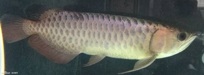 網(wǎng)購龍魚哪家好一點：與網(wǎng)購龍魚相關的推薦商家這些信息均來自網(wǎng)絡