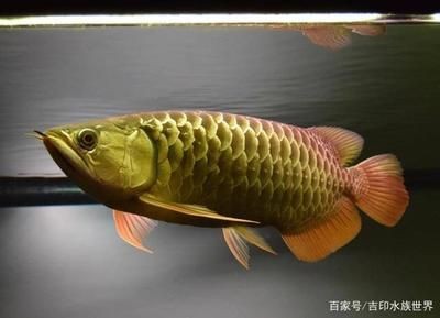 龍魚傷口感染后如何治療，如何預(yù)防龍魚傷口感染？ 龍魚傷口感染后如何治療，如何預(yù)防龍魚傷口感染？ 龍魚百科 第1張