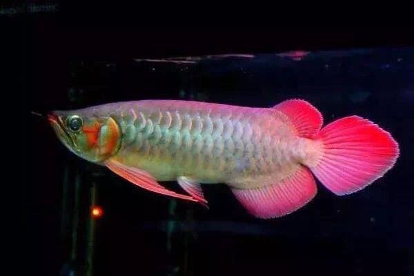 龍魚害怕人靠近自己嗎：如何判斷龍魚害怕人的常見表現