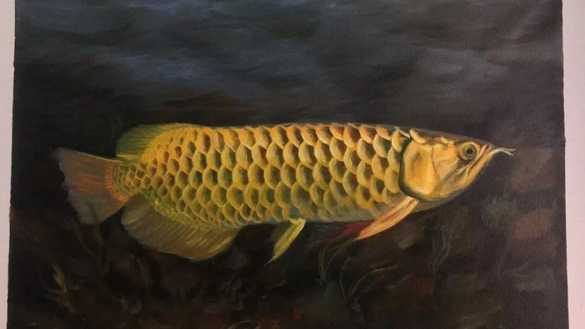 龍魚害怕人靠近自己嗎：如何判斷龍魚害怕人的常見表現