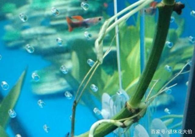 魚缸內植物配置建議：魚缸內的植物配置是提升觀賞價值和水質凈化關鍵的關鍵