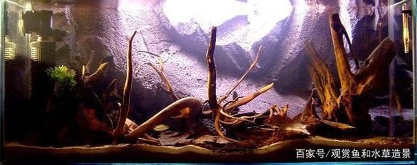 異型魚魚缸造景：異型魚缸造景案例分享異型魚魚缸造景設(shè)計(jì)原則和實(shí)施方法 異型魚魚缸造景：異型魚缸造景案例分享異型魚魚缸造景設(shè)計(jì)原則和實(shí)施方法 魚缸百科 第5張