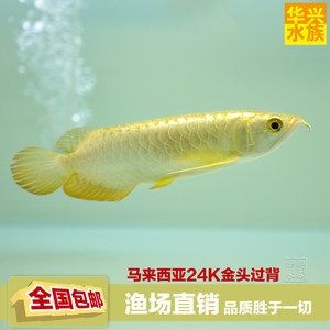 24k金龍魚什么意思呀：24k金龍魚24k金龍魚寓意吉祥和富貴的象征
