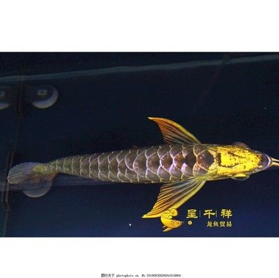 古典龍魚是什么意思