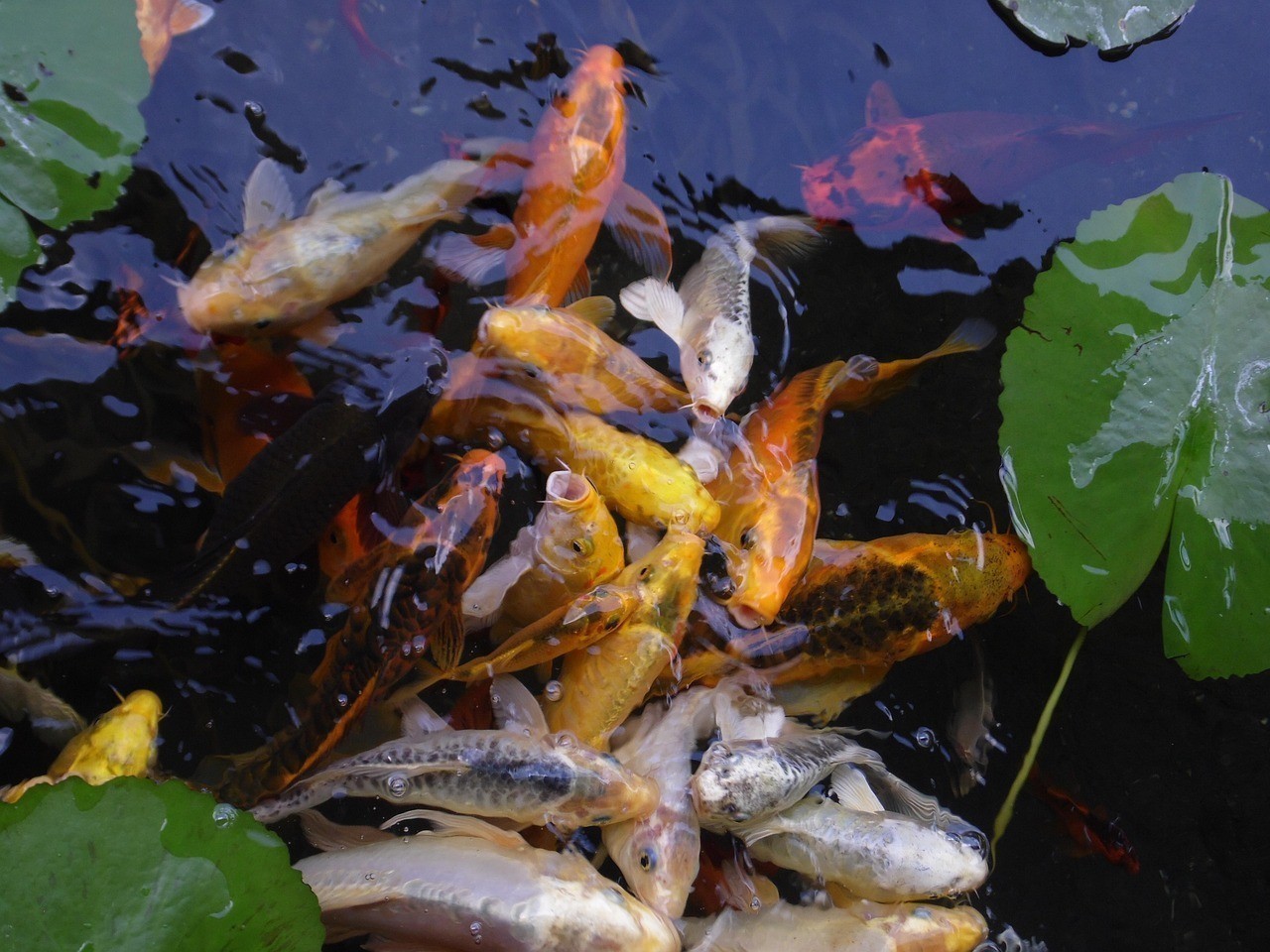 大型雷龍魚有哪些顏色 龍魚百科 第1張 大型雷龍魚有哪些顏色 大型雷龍魚有哪些顏色 龍魚百科 第1張